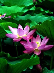 2011夏荷 027c