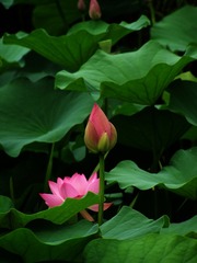 2011夏荷 023