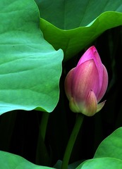 2011夏荷 064b