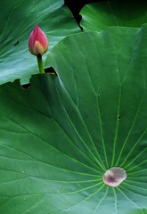 2011夏荷 085b