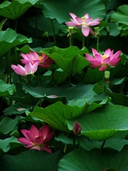 2011夏荷 091