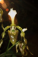 飘带兜兰