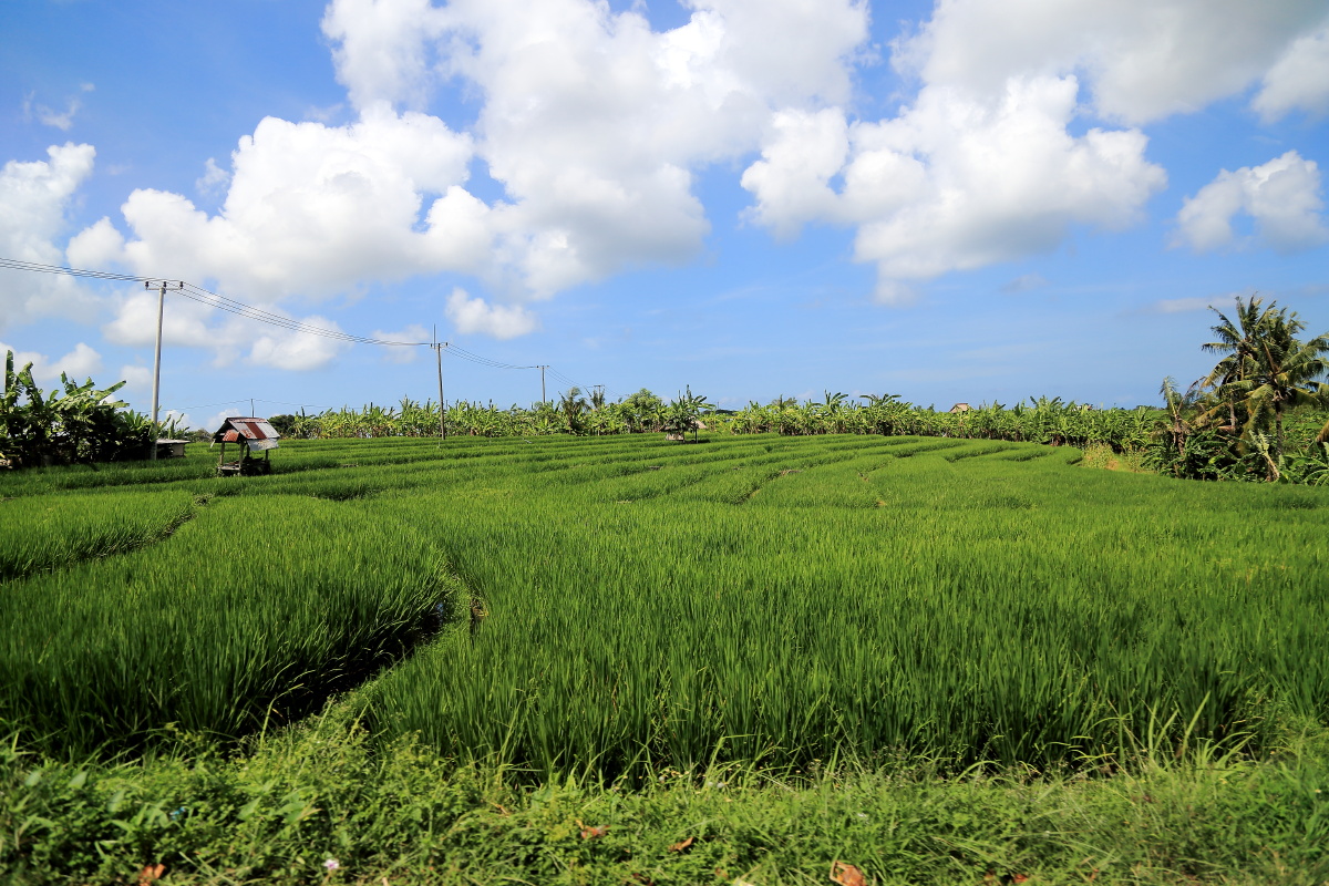 在巴厘岛驱车路过一大片农田.
