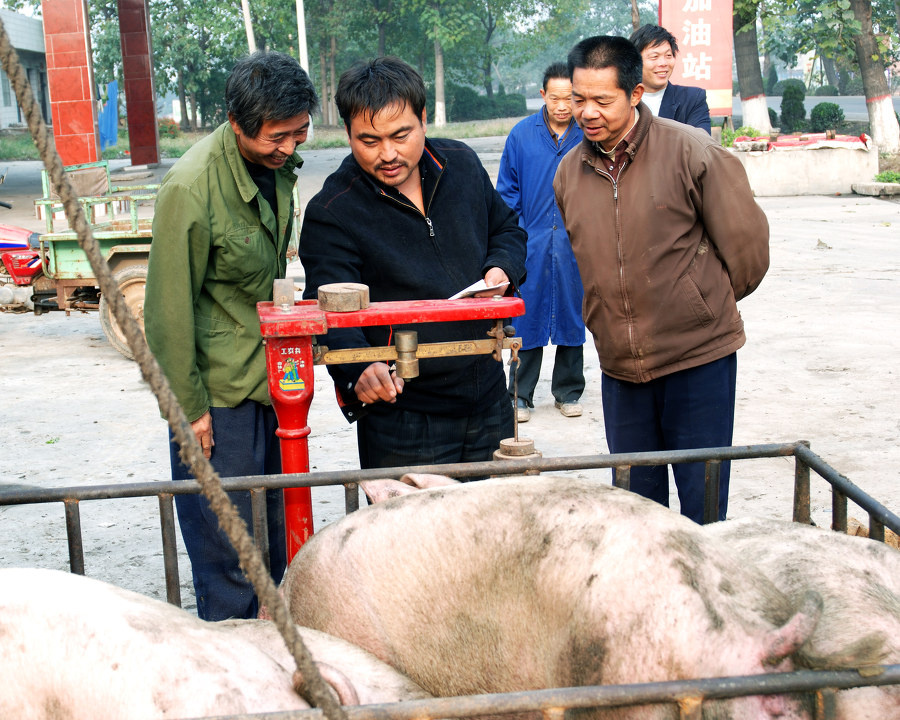 养猪人贩猪人经纪人