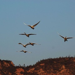 DSC_750701.jpg
