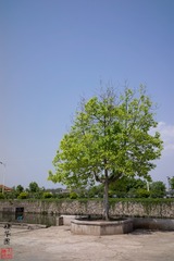 20150413-DSC01935