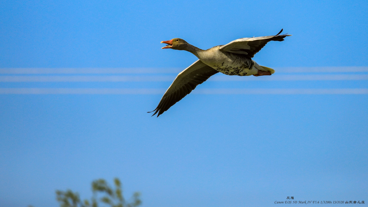 又名大雁,沙鹅,灰腰雁,红嘴雁,沙雁,黄嘴灰雁.