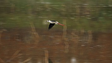 _MG_4572-1