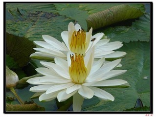 荷花 (12)