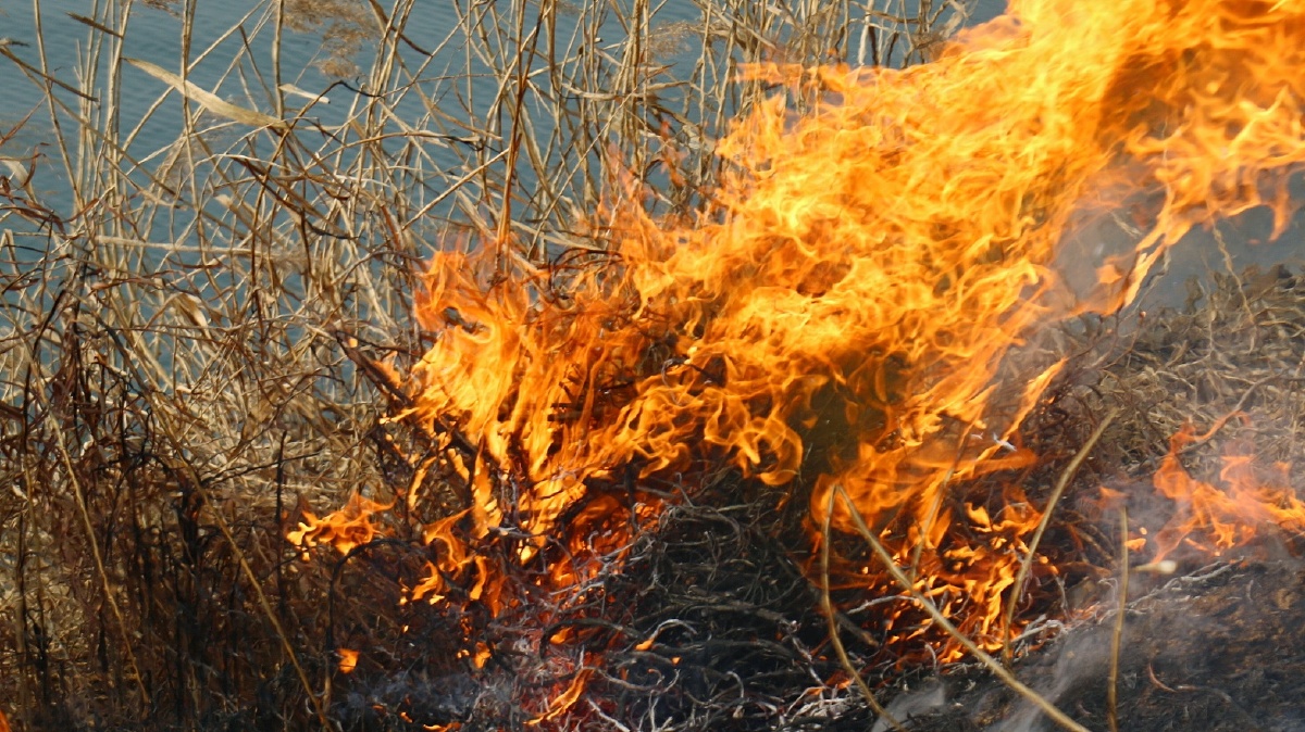 野草的火焰很漂亮 - 胜鸣 - 图虫