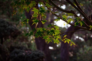 A87D80CA-2EE1-49AF-87AF-8D410B0A41B9/L0/001