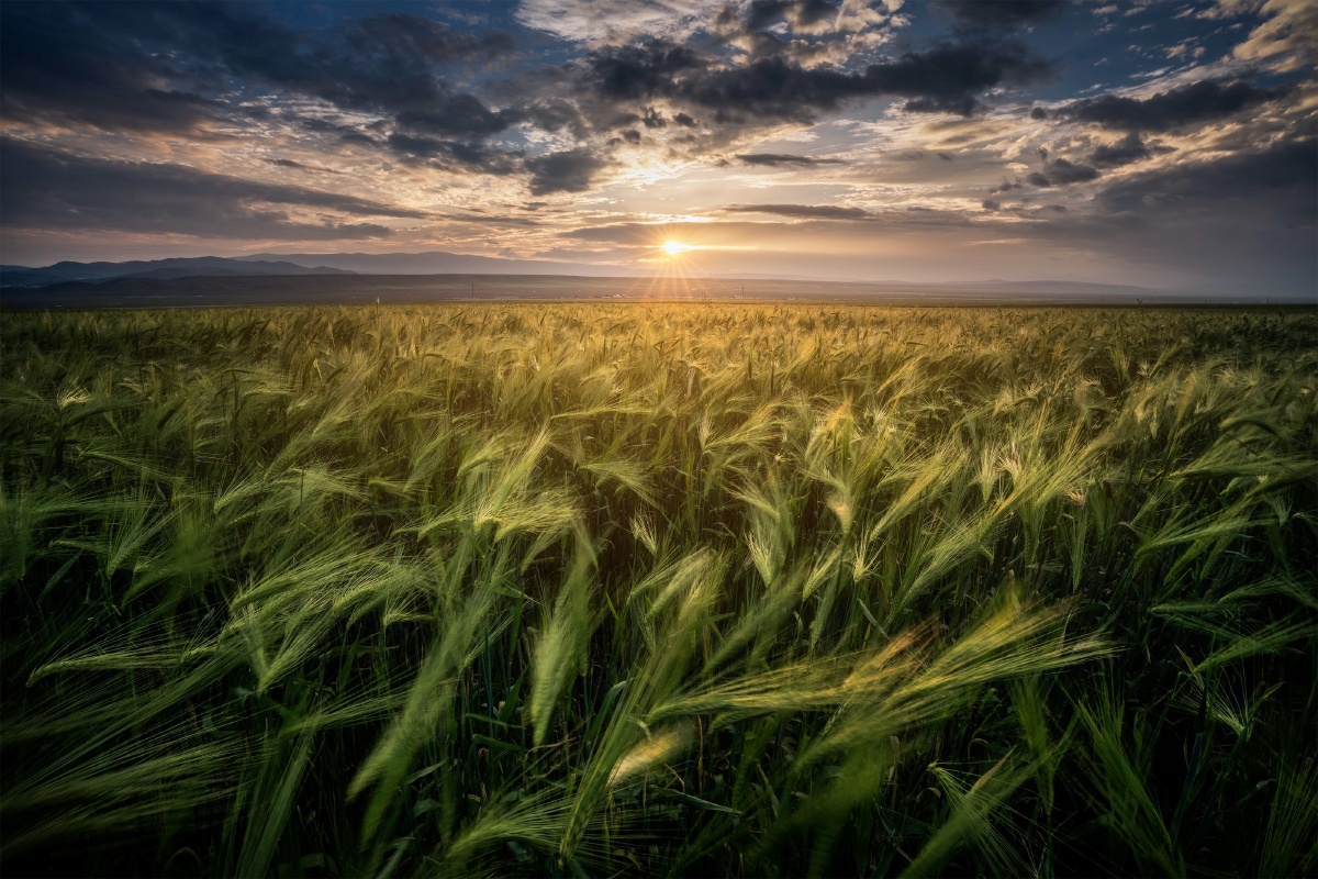 田野微风夕阳下