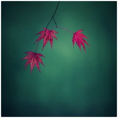 1242C13D-7EFB-4E55-85C5-D9DA8D339ABC/L0/001