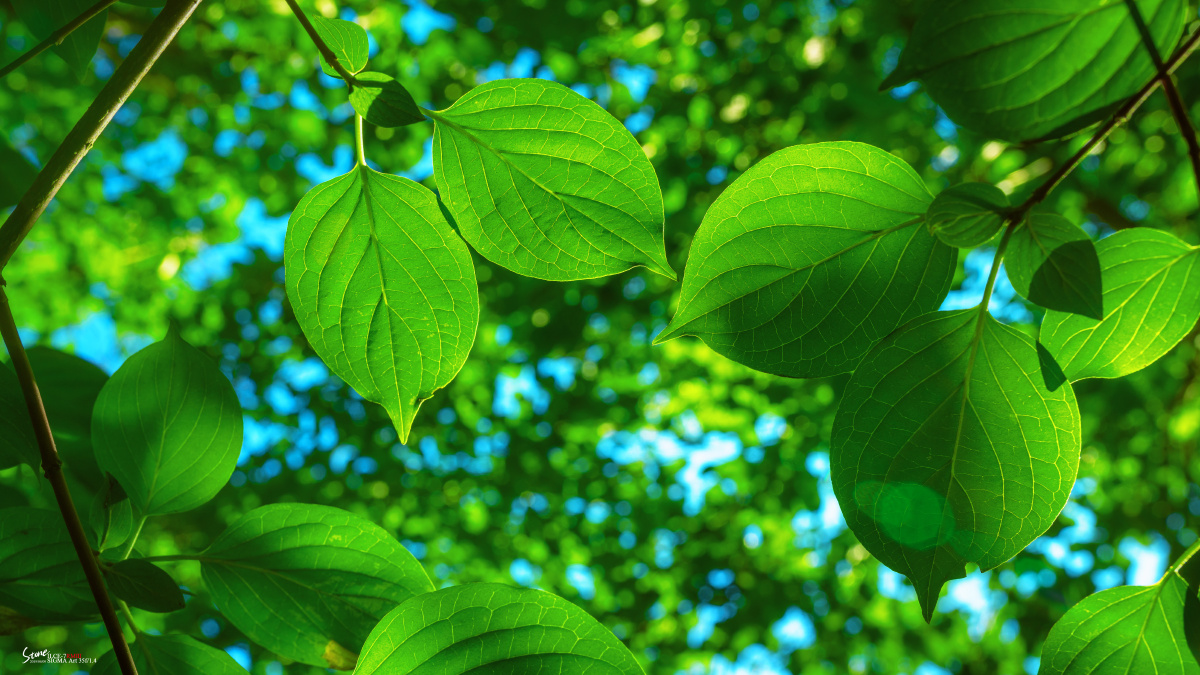 在树下在阳光里