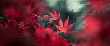PEF_8239