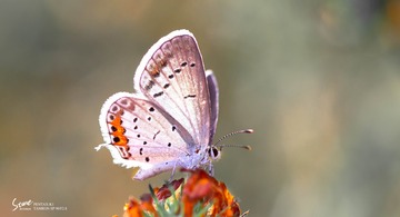 958