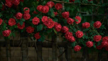 IMGP2386_1 拷贝1200