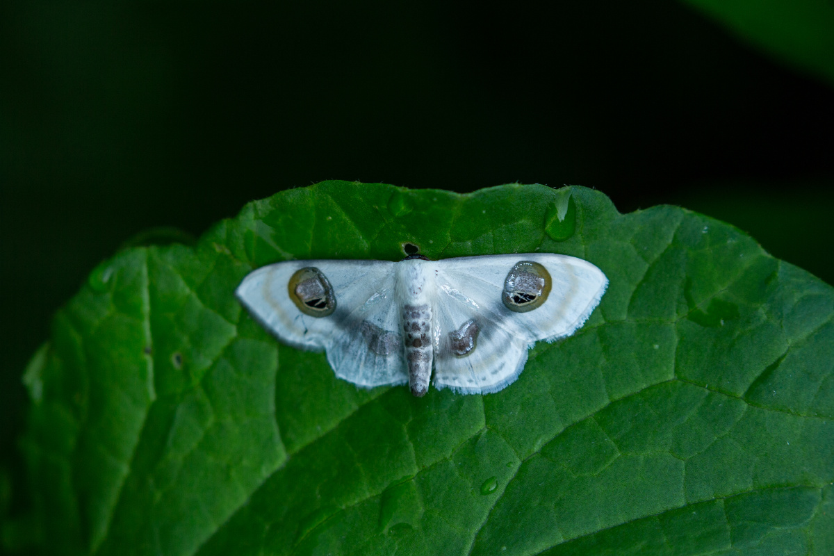 带纹双目白姬尺蛾 - 衷柏夷 - 图虫