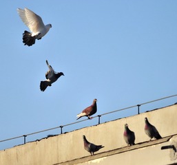 DSC_2364_ - 