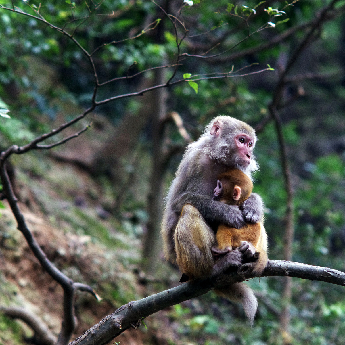 有游客恶作剧捉弄这些山上的猴子,我看到这只母猴子将小猴子紧紧抱在