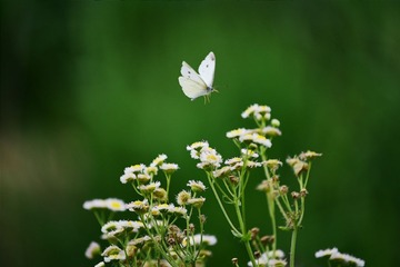 2016-06-02 03.53.19 1