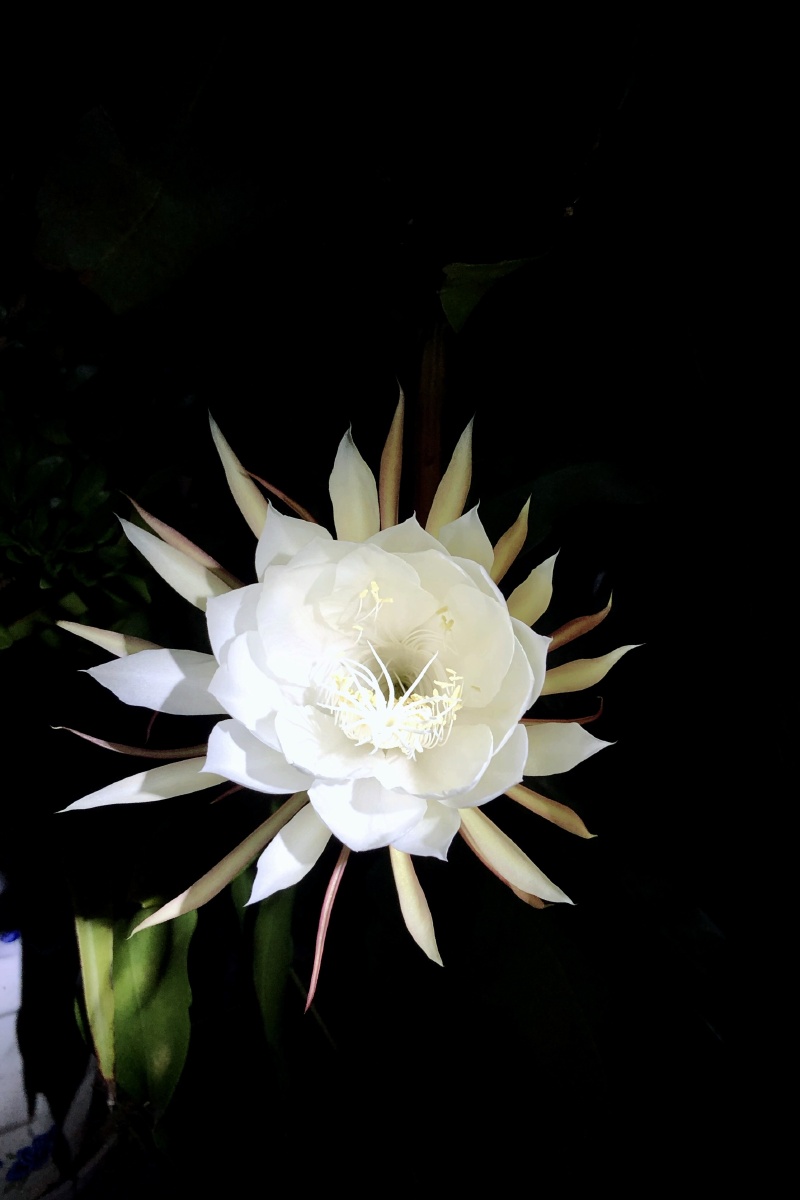 倔强的昙花