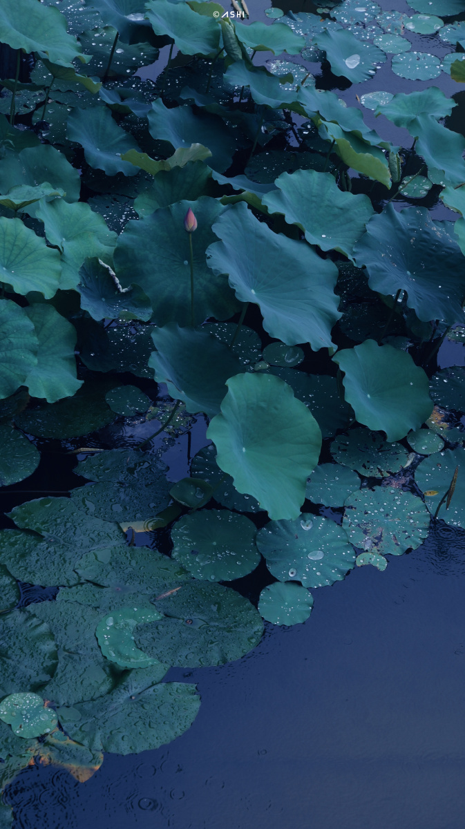 673_1200竖版 竖屏