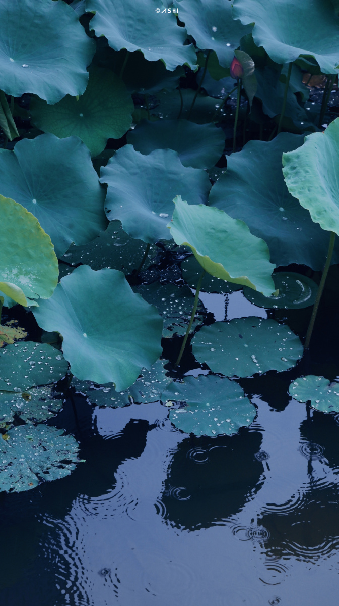 673_1200竖版 竖屏