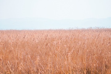 CA539C2C-8C0D-464E-BC9E-C2A6E135D4A8/L0/001