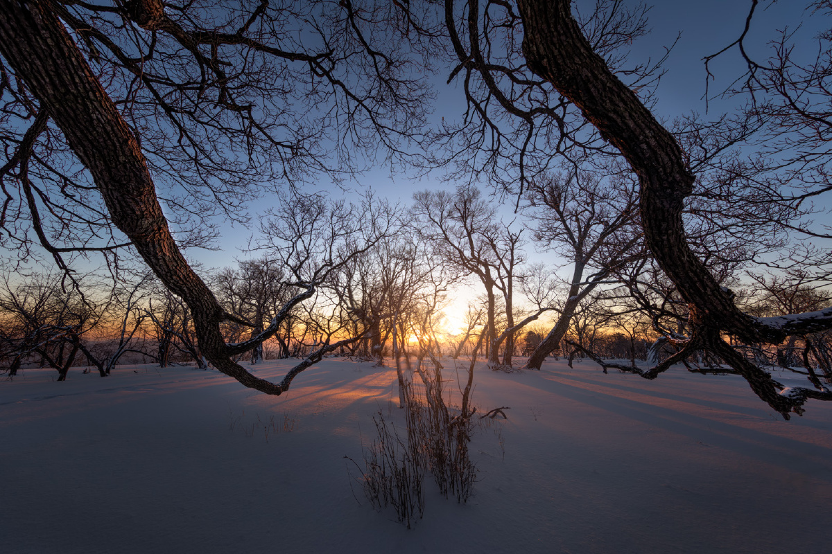 森林深处那一抹霞光