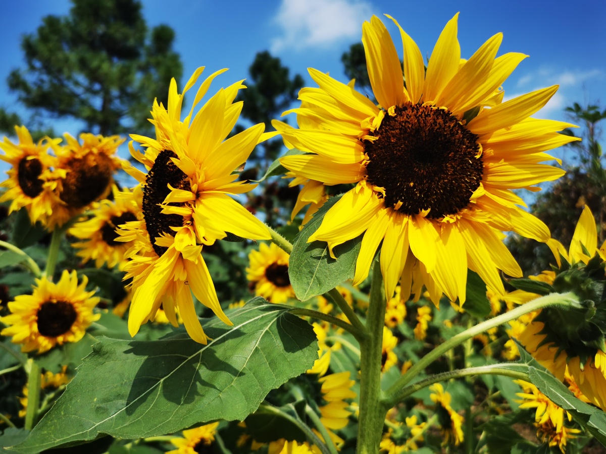 只要面对着阳光努力向上日子就会变得单纯而美好