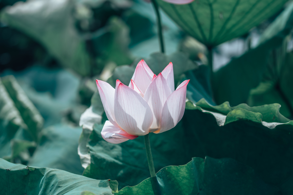 南昌联芋镇颐荷园荷花