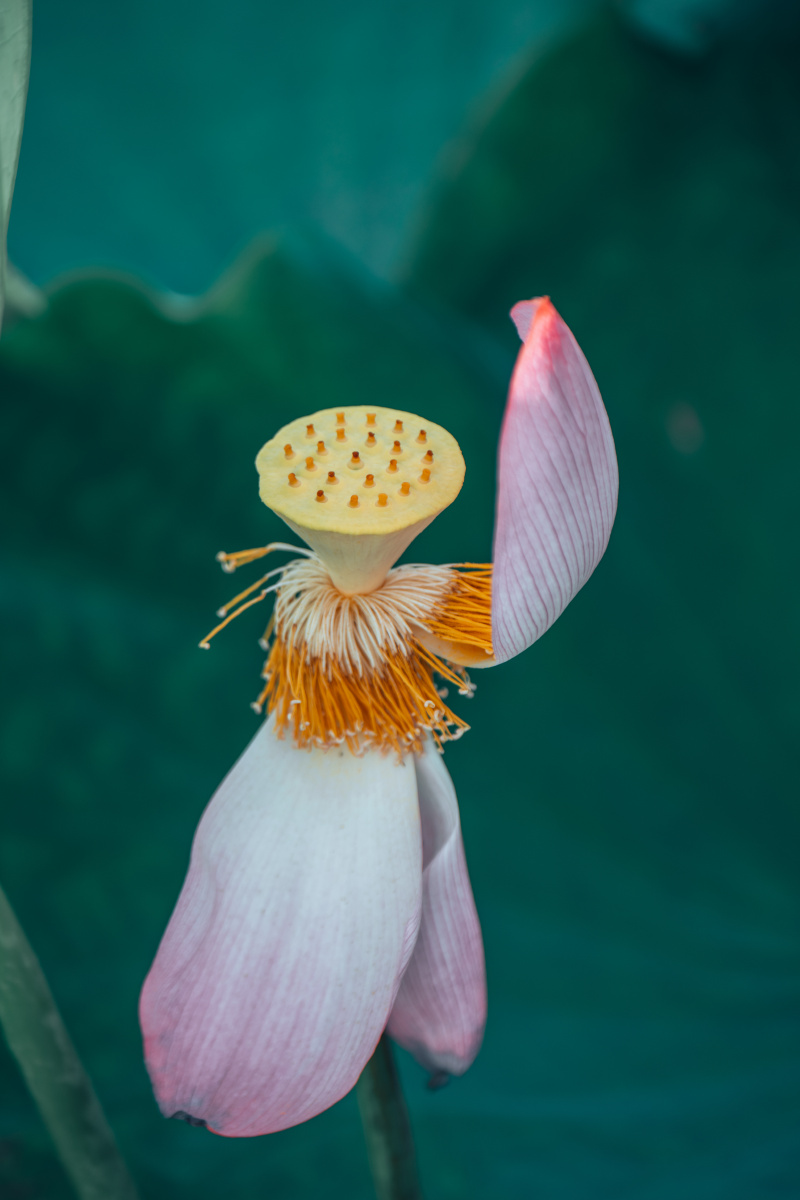 南昌联芋镇颐荷园荷花