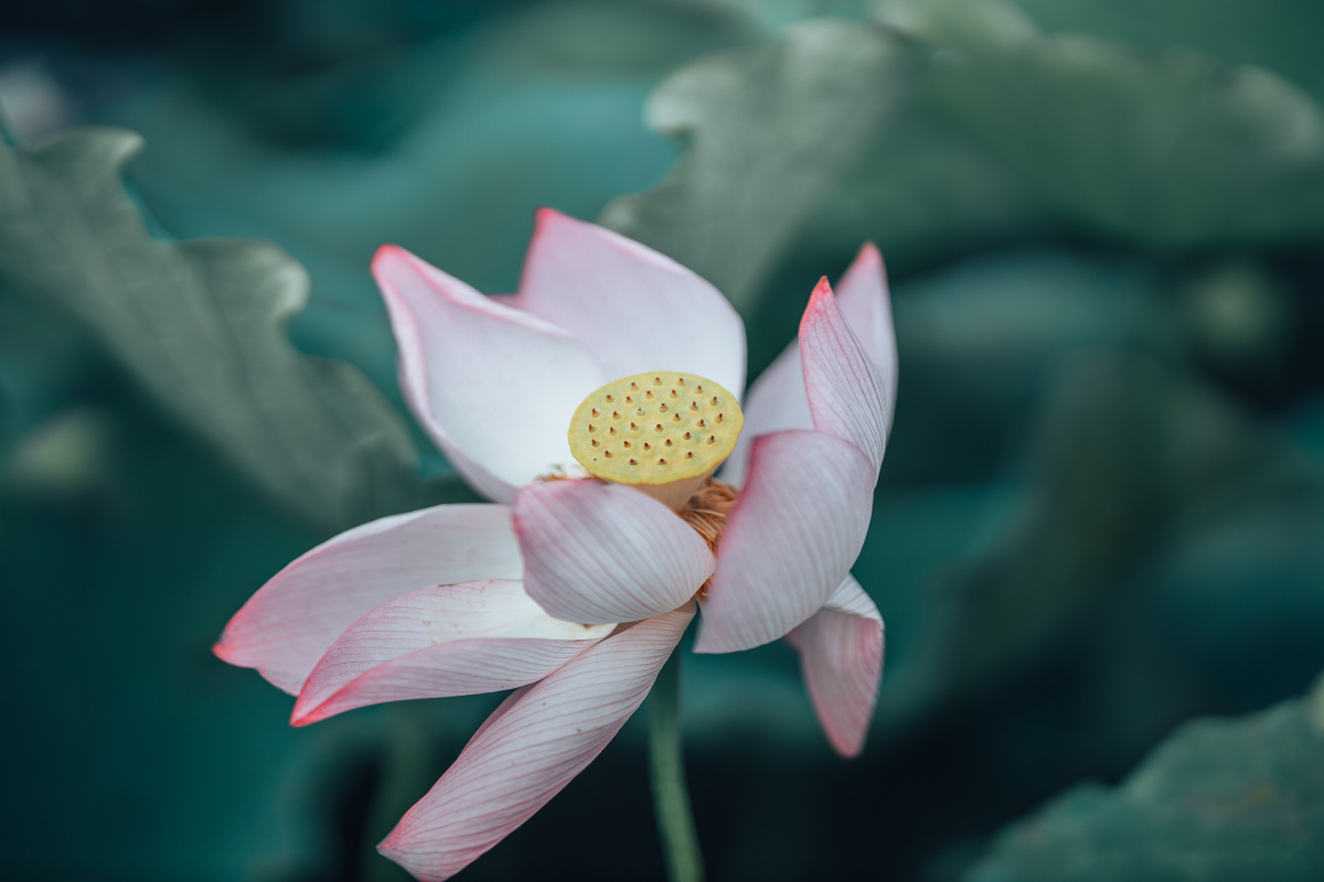 南昌联芋镇颐荷园荷花