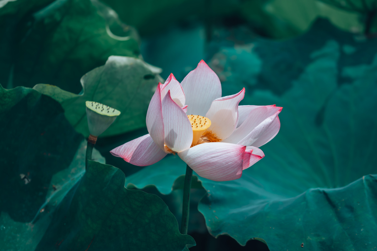 南昌联芋镇颐荷园荷花