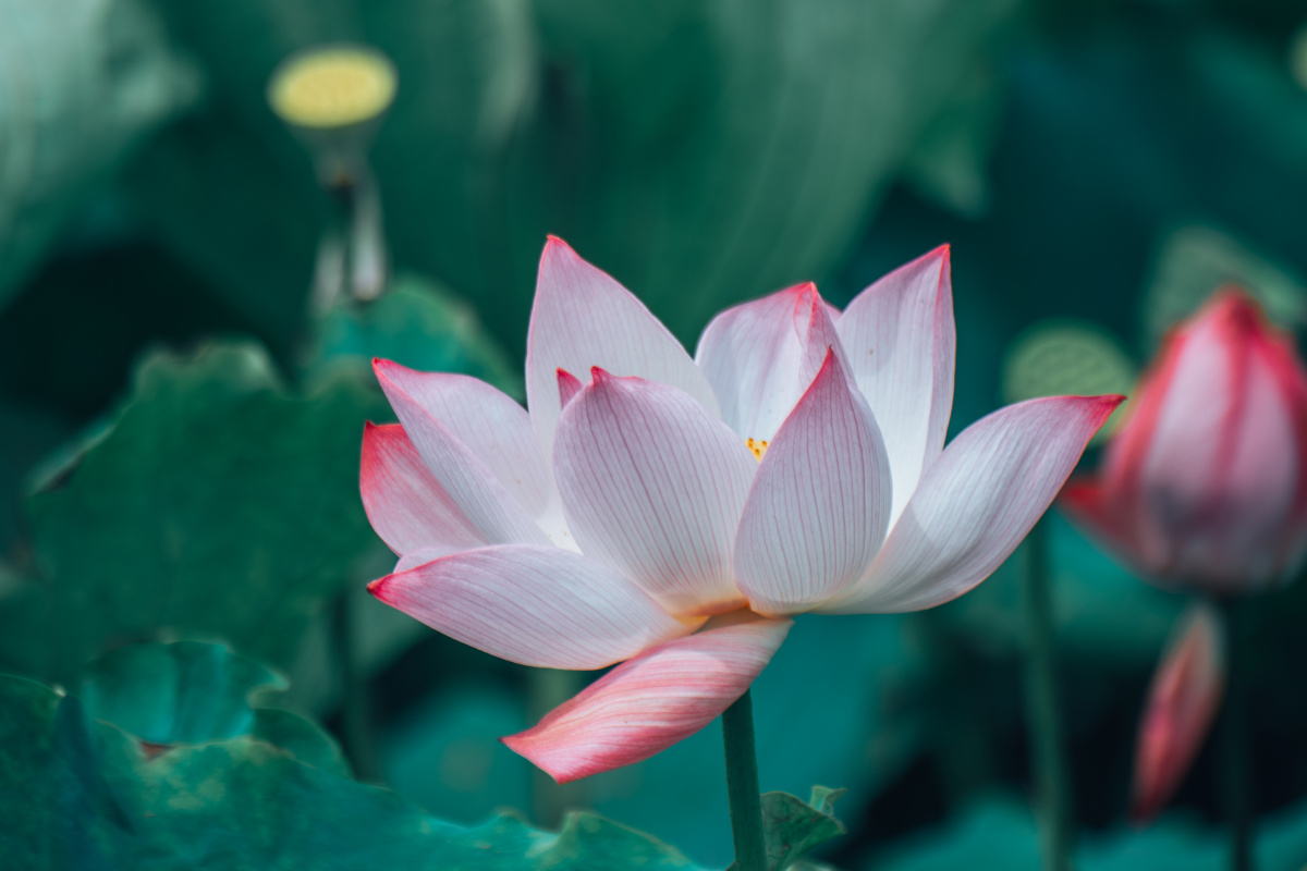 南昌联芋镇颐荷园荷花