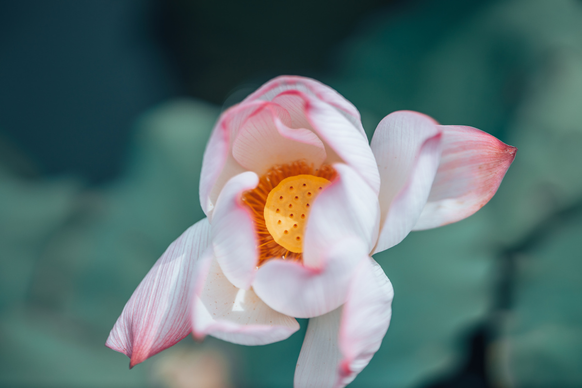 南昌联芋镇颐荷园荷花