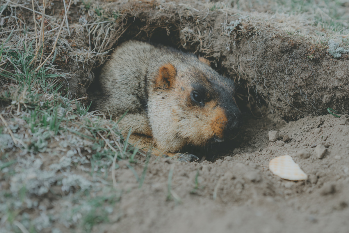 莫斯卡村土拨鼠 - 枫叶落丶 - 图虫