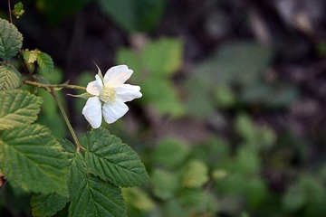 DSC_0462_1_