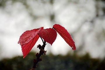 DSC_0718_1_