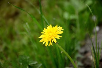 DSC_0756_1_