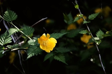 DSC_1011_1_