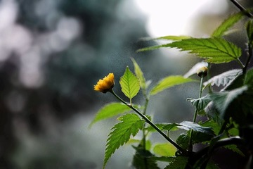 DSC_1146_1_