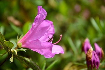 DSC_1326_1_