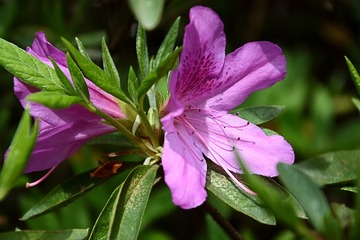 DSC_1327_1_