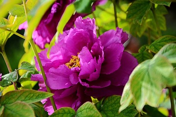 DSC_1443_1_