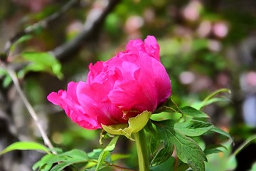DSC_1338_1_
