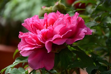 DSC_1346_1_