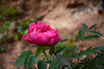 DSC_1482_1_