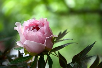 DSC_1342_1_
